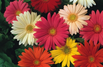 Picture of Gerbera - Jamesonii Hybrids